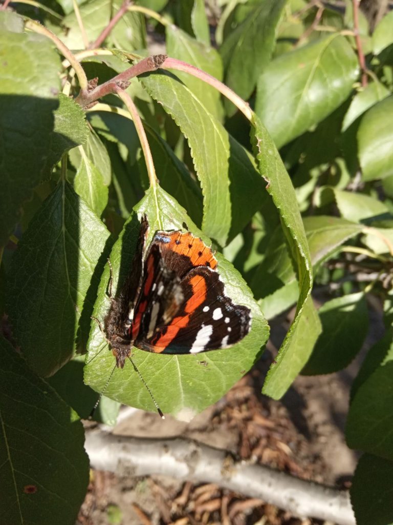 В Мелитополе на выходных заметили бабочек репейниц
