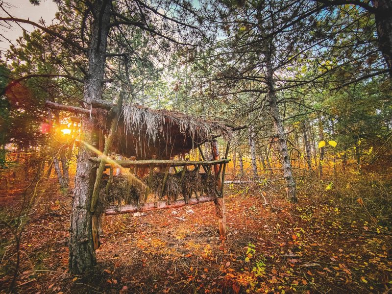 Фотограф показала завораживающую красоту леса Запорожской области - фото 