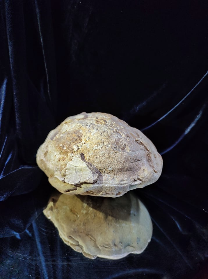 Как в запорожском музее выглядит раритетный экспонат: окаменевшая черепаха - фото 