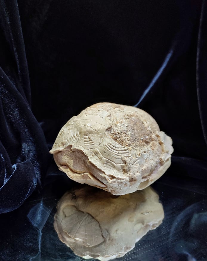 Как в запорожском музее выглядит раритетный экспонат: окаменевшая черепаха - фото 