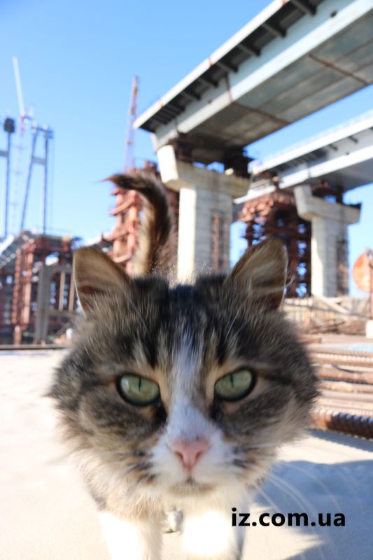 мосты и кот