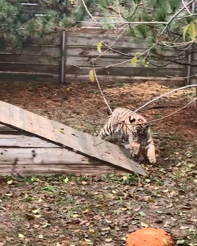 В Запорожском зоопарке показали, как резвится тигренок - видео