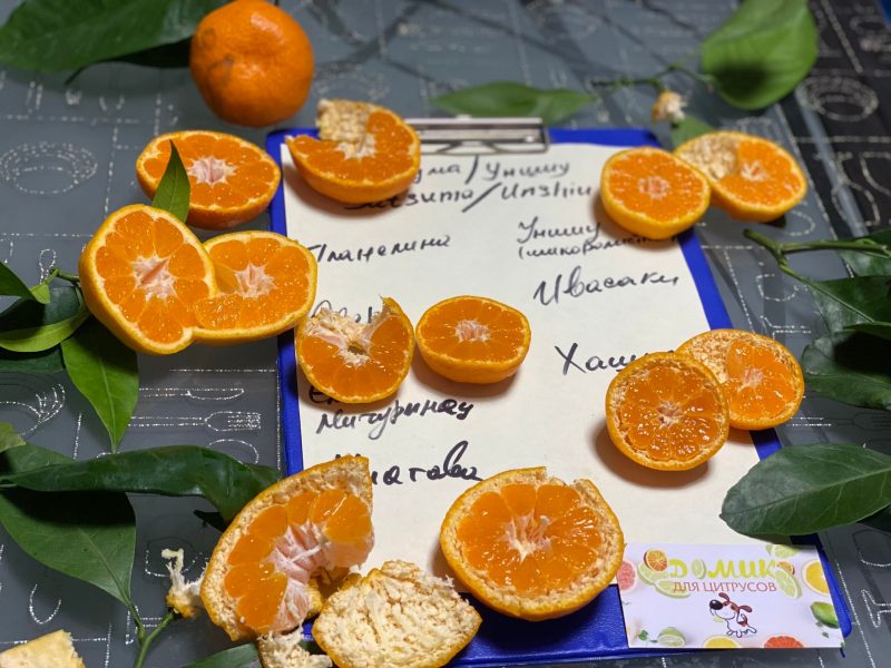 Татьяна Кузьмук собрала урожай ранних мандаринов в своем "Зимнем саду"