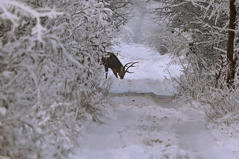 По заснеженной Хортице гуляют олени - фото 