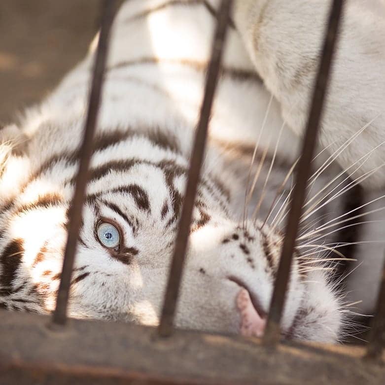 В Васильевском зоопарке живут 10 тигров и тигрят