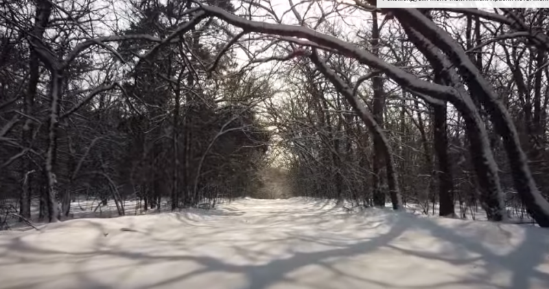 Сказочный пейзаж: как в Запорожской области выглядит зимний лес - видео 