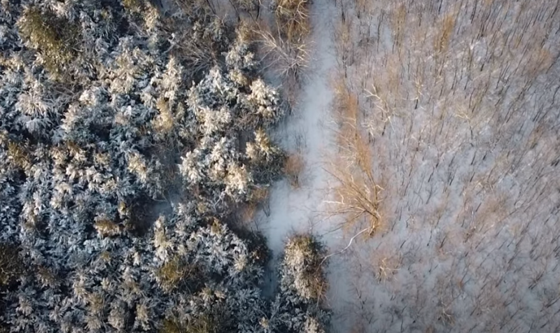 Сказочный пейзаж: как в Запорожской области выглядит зимний лес - видео 