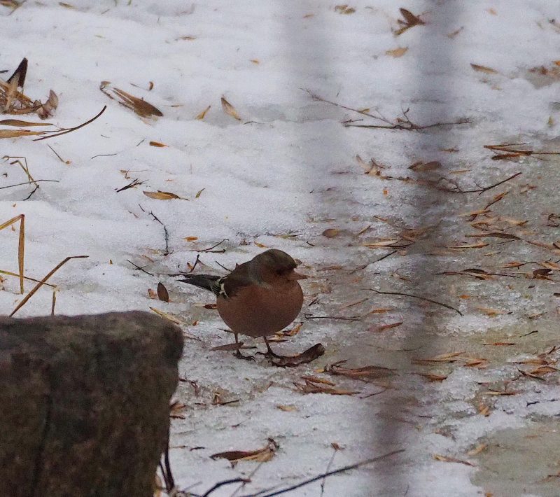Какие милые птички обитают зимой на Хортице - фото 