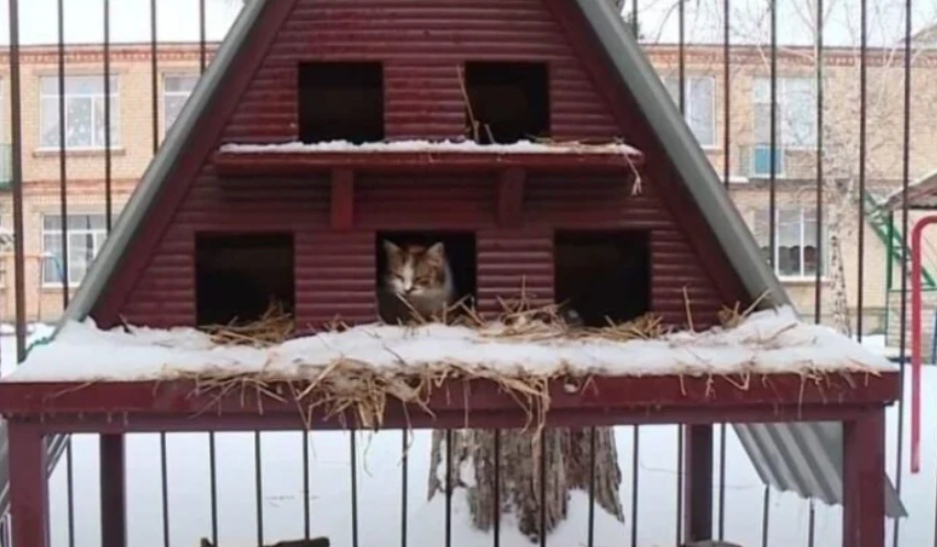 В Запорожской области установили необычное "общежитие" для котов (ВИДЕО)