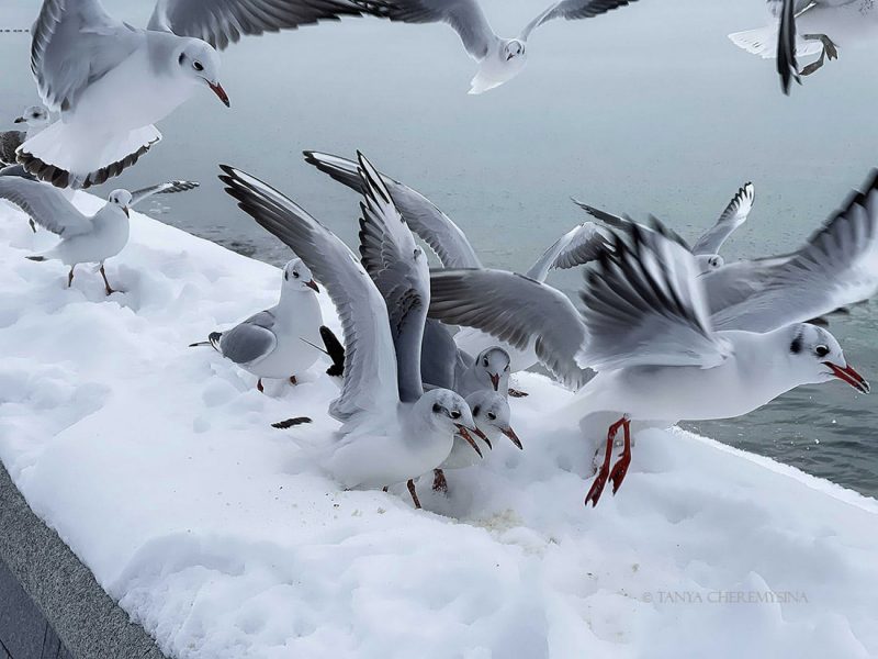 Фотограф из Запорожской области показала, как чайки купаются в обледеневшем море 