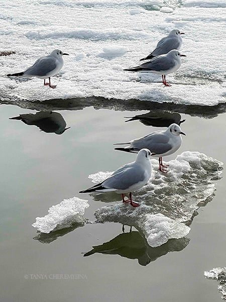 Фотограф из Запорожской области показала, как чайки купаются в обледеневшем море 