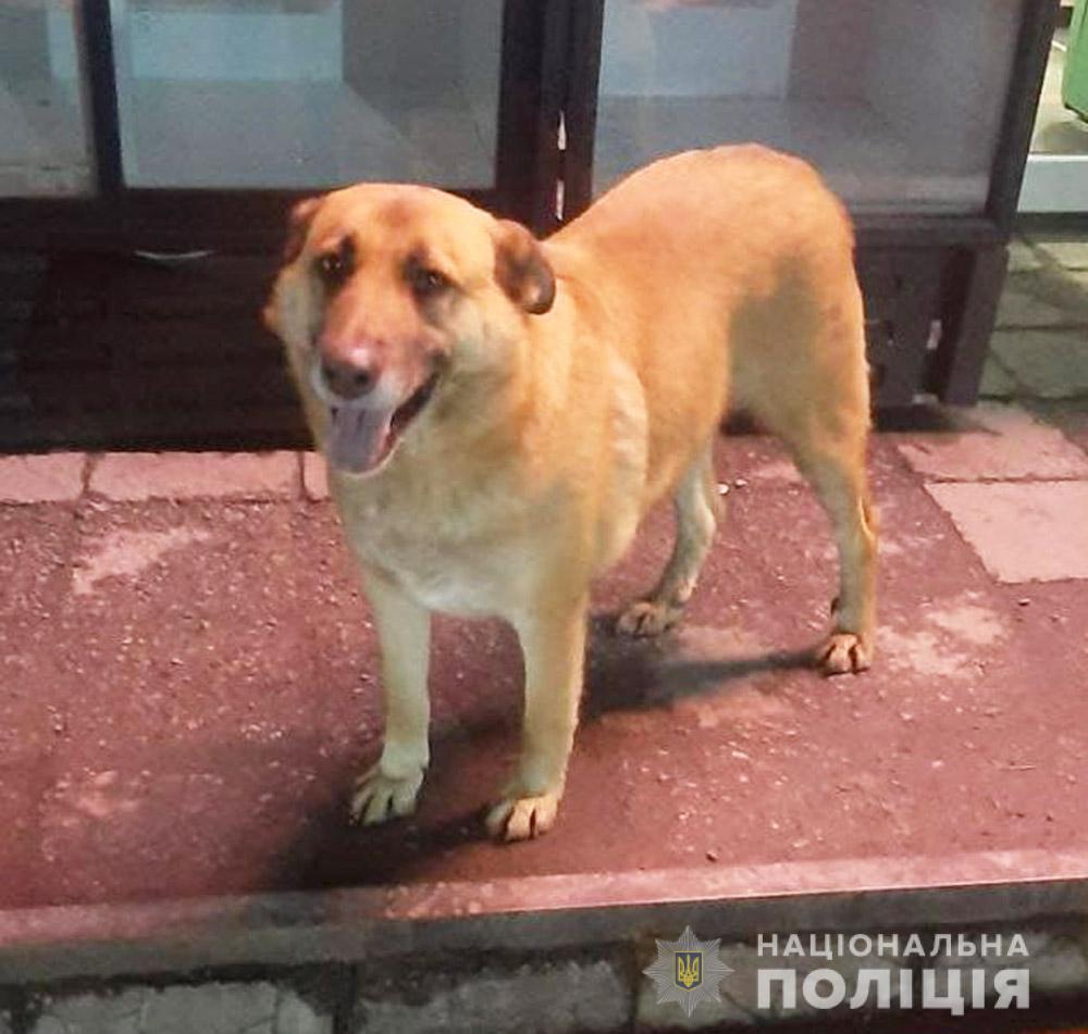 Украли собаку: в полиции рассказали подробности ЧП в Запорожской области (ФОТО)