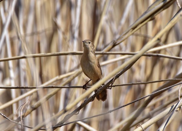 В Запорожье заметили милую птичку, которая умеет красиво петь - фото 