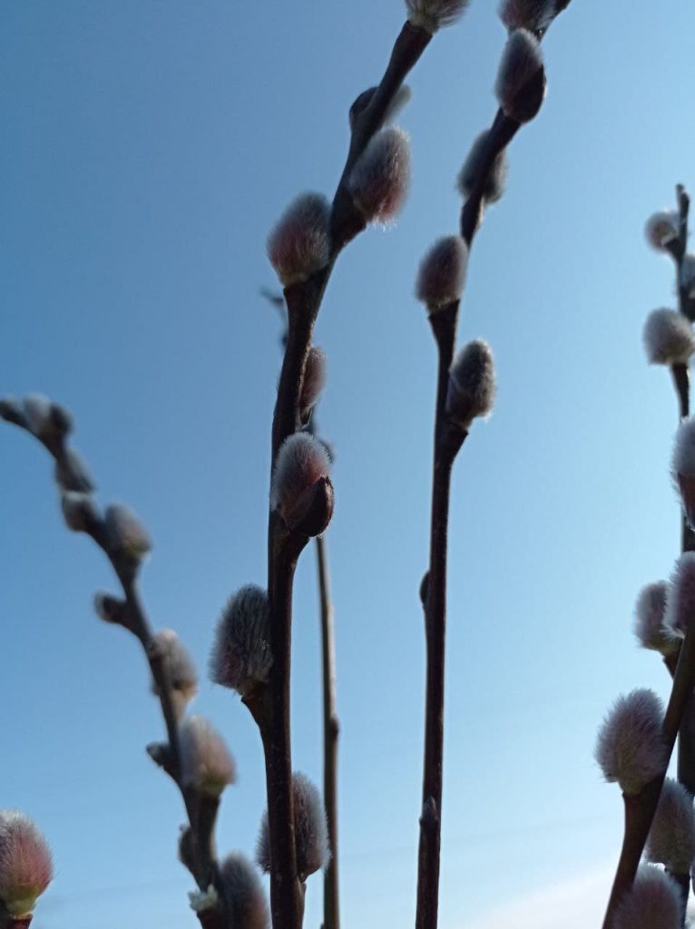 Брандушка разноцветная (Bulbocodium versicolor) – почти аналогичный вид с брандушкой весенней. Цветки сиреневато-розового цвета, форма бокаловидная, отдаленно напоминают цветки безвременника или крокуса. Постепенно, по мере цветения, лепестки широко раскрываются, и цветки становятся звездчатыми. Как правило брандушка растет на степных склонах балок или на остепненных полянах на возвышенных участках речных пойм.