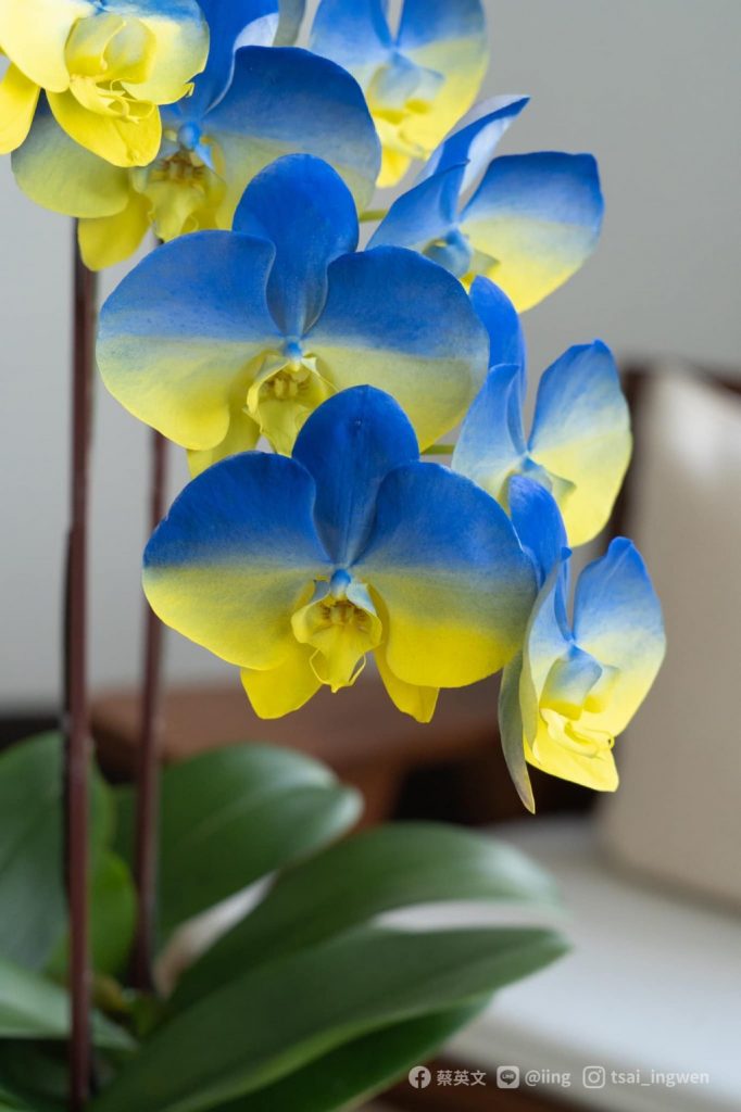 За допомогою нанотехнологій у Тайвані вивели новий сорт орхідей "Україна" - фото 