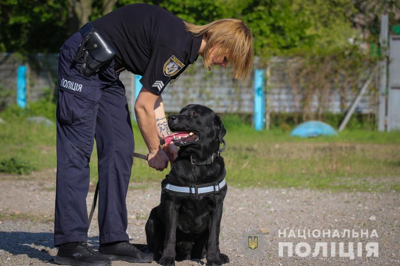 поліцейський пес Арчі