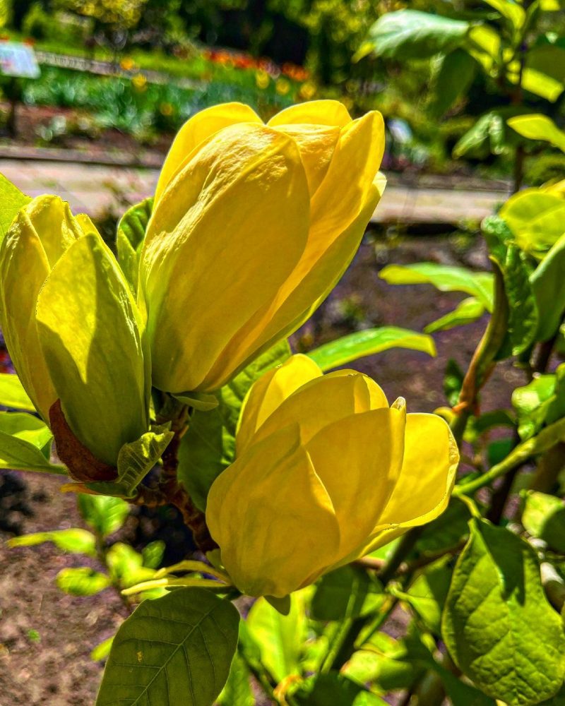 У Запорізькому ботсаду розквітли рослини патріотичного кольору - фото 