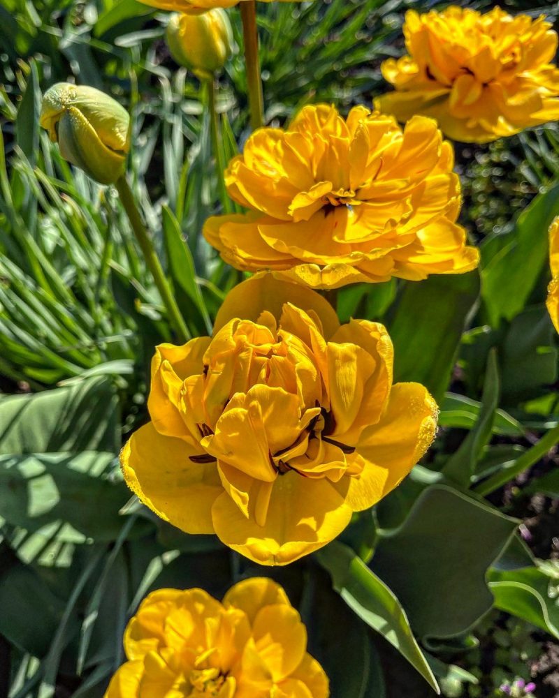У Запорізькому ботсаду розквітли рослини патріотичного кольору - фото 