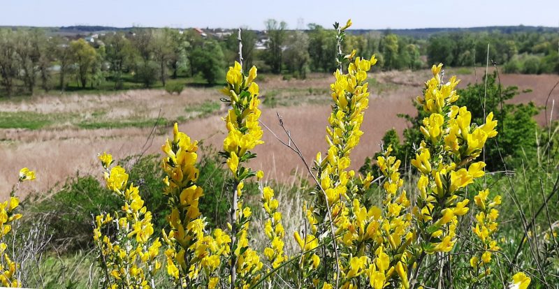 Які рослини квітнуть у Запоріжжі вздовж річки Верхня Хортиця - фото