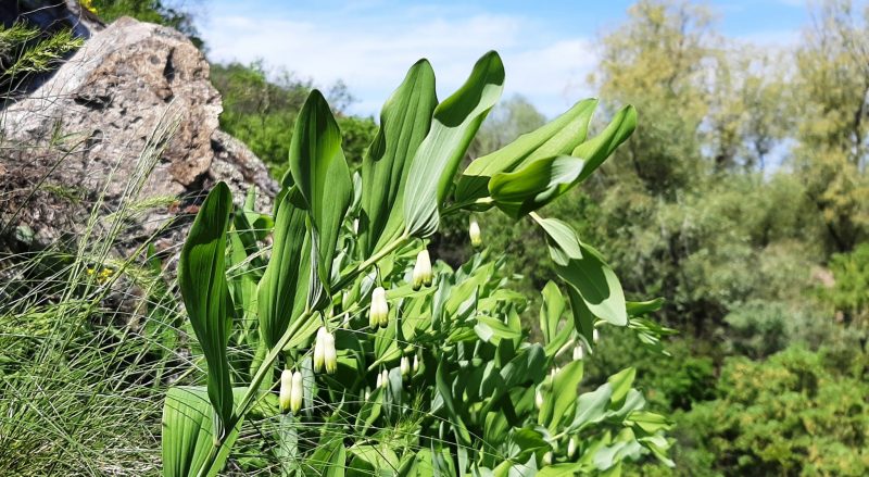 Які рослини квітнуть у Запоріжжі вздовж річки Верхня Хортиця - фото