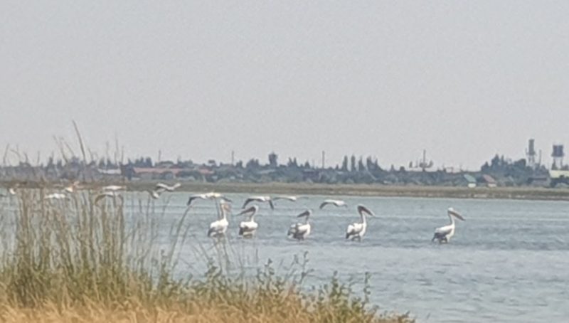пелікани у Кирилівці