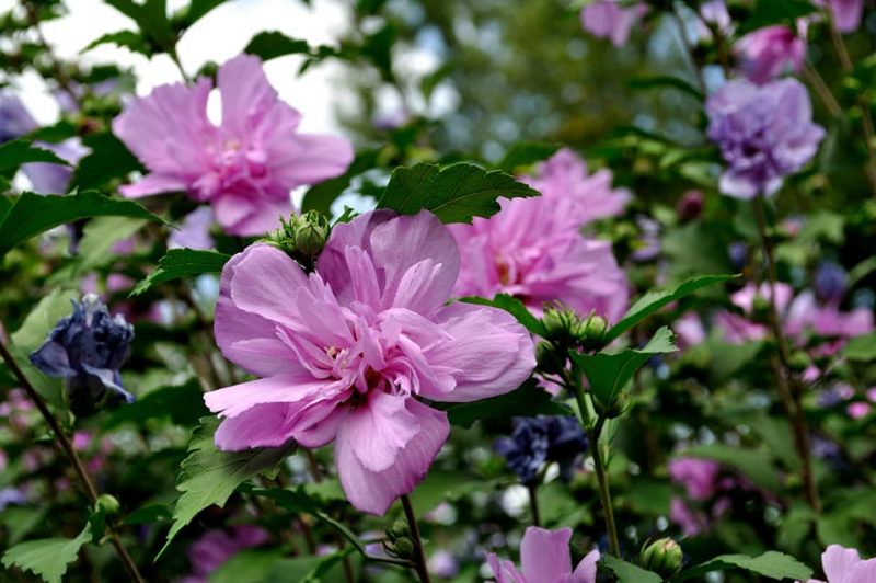 У запорізькому ботанічному саду триває сезон цвітіння китайських троянд - фото