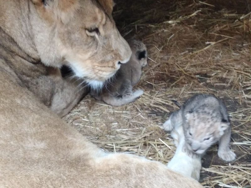 У Василівському зоопарку народилося три левенята