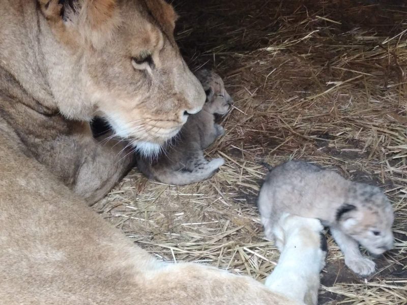 У Василівському зоопарку народилося три левенята