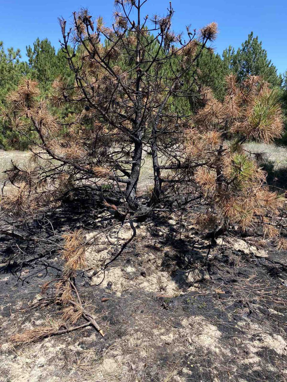 Заповедная Кинбурнская коса в оккупации до сих пор страдает от лесных пожаров