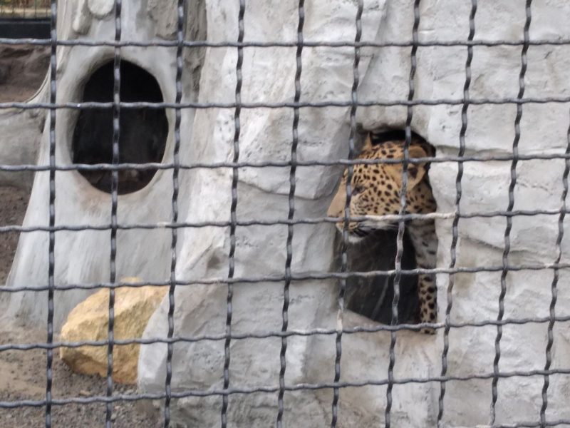 У амурських леопардів у Василівському зоопарку з'явився новий будинок