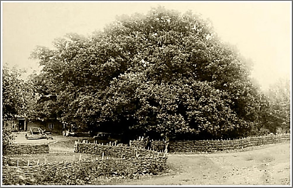 Віковий дуб в колонії  Хортиця