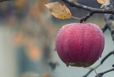 https://sky.zp.ua/wp-content/uploads/2026/10/370_250_1659712248-3652.jpg