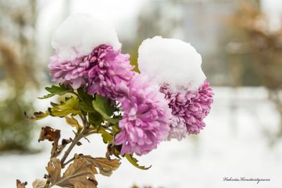 czvety-pod-snegom-zaporozhskij-fotograf-pokazala-kontrast-sezonov-na-snimkah-foto.jpg