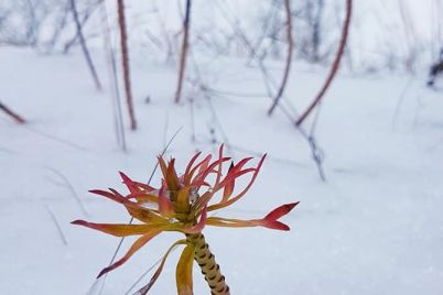 czvety-pod-snegom-zhitelnicza-zaporozhya-podelilas-neobychnymi-snimkami-foto.jpg