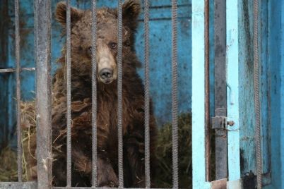davno-pora-medvedej-iz-zaporozhskogo-zooparka-otpravyat-v-gollandiyu.jpg
