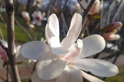 foto-kvituchih-magnolij-v-czentralnomu-zaporizkomu-parku.jpg