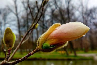 fotofakt-v-parke-zaporozhya-zaczveli-magnolii.jpg