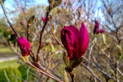 magnoliya-giaczint-i-rezuha-zaczveli-v-zaporozhskom-botanicheskom-sadu-foto.jpg
