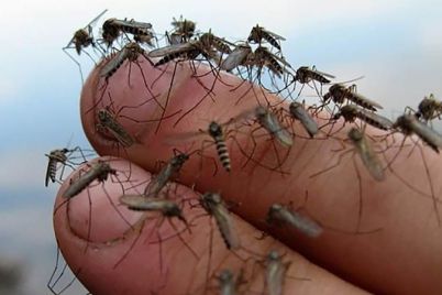 na-borbu-s-nashestviem-komarov-berdyansk-i-kirillovka-vydelili-okolo-14-milliona-griven.jpg