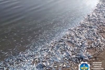 na-limane-v-zaporozhskoj-oblasti-zafiksirovali-massovyj-mor-ryby.jpg