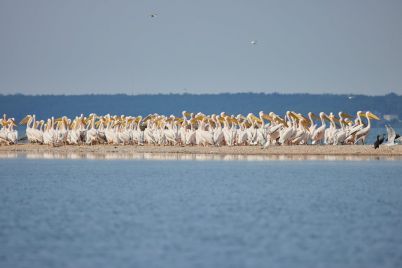 na-molochnom-limane-zasnyali-stayu-rozovyh-pelikanov.jpg