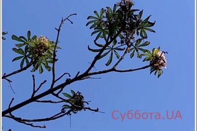 prirodnye-anomalii-prodolzhayut-udivlyat-zhitelej-zaporozhya-foto.jpg