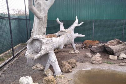 u-amurskih-leopardiv-u-vasilivskomu-zooparku-zyavivsya-novij-budinok-foto-video.jpg