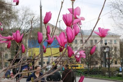 u-czentri-zaporizhzhya-rozkvitla-aleya-rozhevih-magnolij-foto.jpg