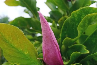 u-zaporizhzhi-posered-lita-rozkvitla-magnoliya-foto.jpg