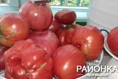 u-zaporizkij-oblasti-agrariyam-vdalosya-virostiti-pomidori-giganti-foto.jpg