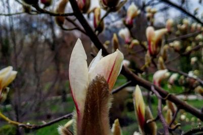 u-zaporizkomu-botanichnomu-sadu-rozkvitnula-magnoliya.jpg