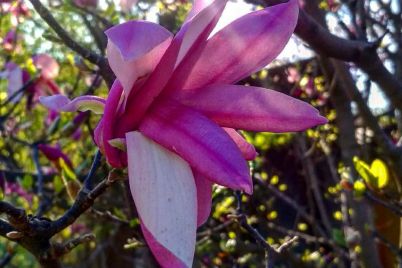 u-zaporizkomu-botanichnomu-sadu-rozkvitnuli-magnolid197-foto.jpg