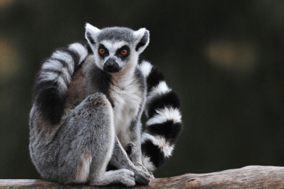 u-zooparku-berdyanska-lemur-kushtuvav-snig-video.png