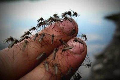 v-berdyanske-na-borbu-s-komarami-vydelili-pochti-700-tysyach-griven-skolko-uzhe-potratili.jpg